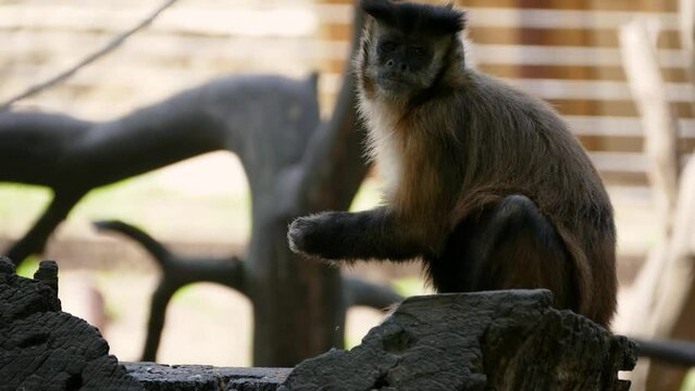 Tufted capuchin (Sapajus apella) male eating in captivity