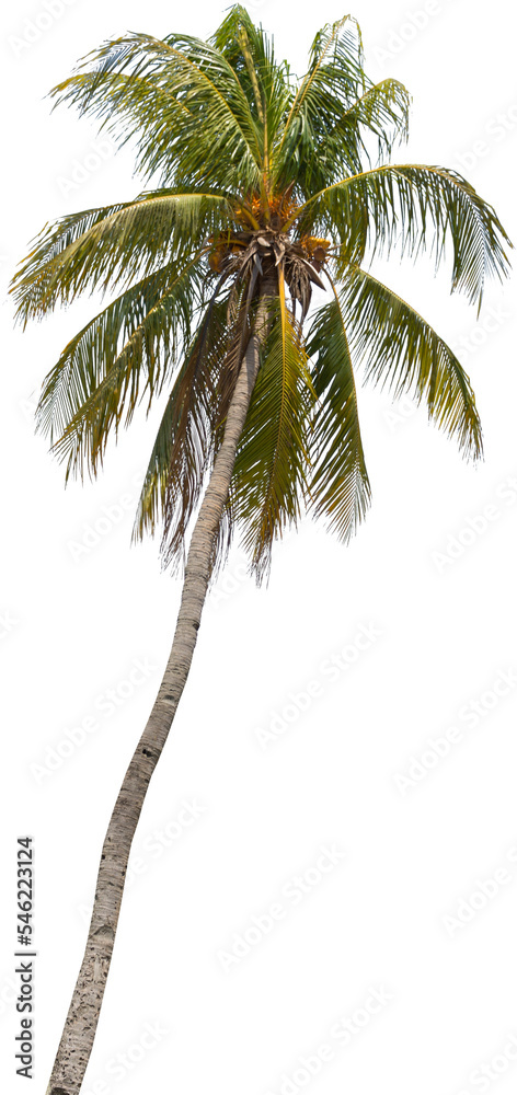 Aufkleber isolated cutout of a palm tree on a transparent background