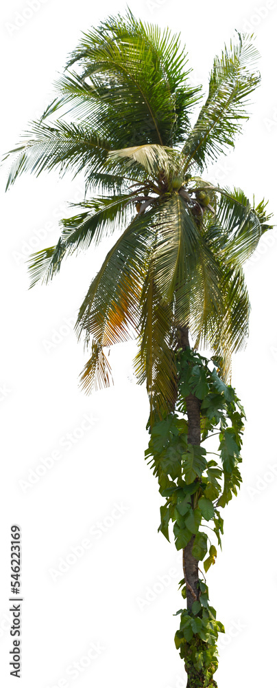 Aufkleber isolated cutout of a palm tree on a transparent background