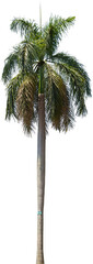 Isolated cutout of a palm tree on a transparent background © NomadPhotoReference