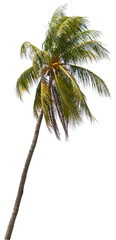 Isolated cutout of a palm tree on a transparent background © NomadPhotoReference