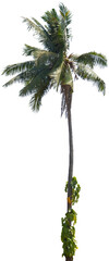 Isolated cutout of a palm tree on a transparent background