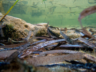 Fondale marino Marzamemi