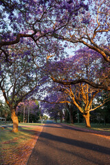 Morning view of empty street covered by jacaranda trees.
