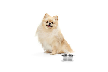 One beautiful fluffy pomeranian spitz posing isolated on white background. Concept of breed domestic animal. health, care, vet.