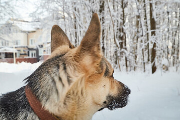 Dog German Shepherd outdoors in the forest in a winter day. Russian guard dog Eastern European Shepherd in nature on the snow and white trees covered snow