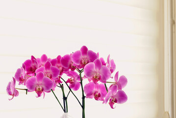 Beautiful purple Phalaenopsis orchid flowers, isolated on ecru background