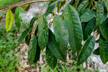 Leaf spot mold in durian tree in the garden, problem of agriculture in Thailand, nature background