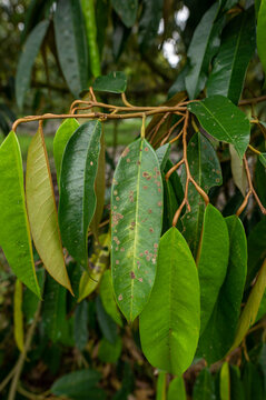Leaf spot mold in durian tree in the garden, problem of agriculture in Thailand, nature background