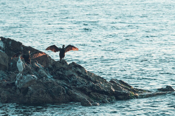 Cormorants on rock ,sea at the background. cormorants in the nature.