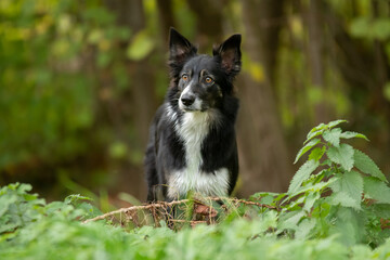 Obraz premium Un chien de race border collie dans la foret 