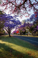 Empty street with purple jacaranda tree on both sides.