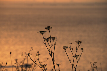 Wild grass in the sunset, sea at background.