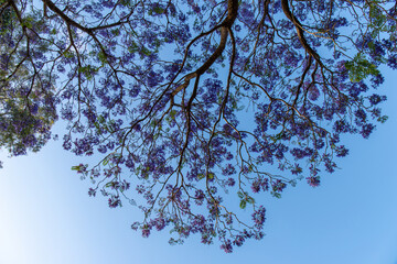 Blossom jacaranda purple flower with blue sky on the background.