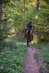 Pferd mit Reiterin auf einem Pfad durch den Wald am Nachmittag.