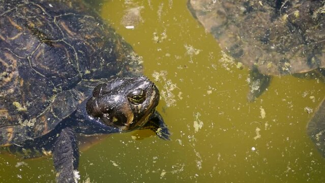Yellow-bellied slider (Trachemys scripta scripta) in a dirty pond, close-up