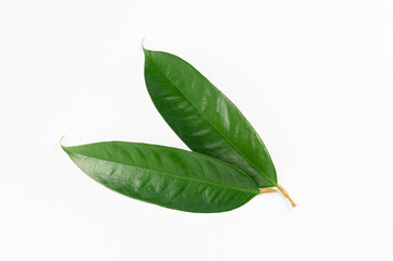 Fresh durian leave isolated on white background, decoration for advertising concept	
