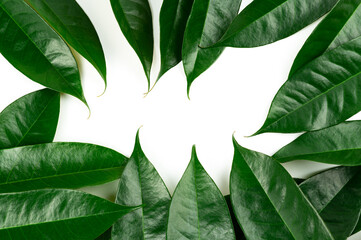 Fresh durian leave isolated on white background, green leaves durian fruit frame, decoration for advertising conceptFresh durian leave isolated on white background, green leaves durian fruit frame