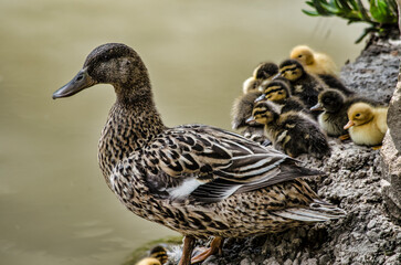 Duck family