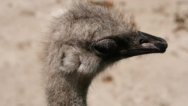 Common ostrich (Struthio camelus) portrait