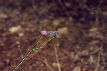 Common Melissa blue butterfly in the nature at Burgazada Island, Istanbul.