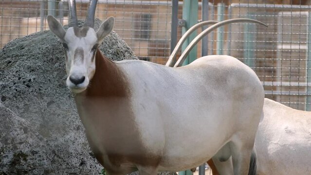 Scimitar oryxes (Oryx dammah) in captivity