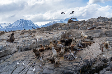 Fototapeta na wymiar Sea lions and Albatros on the island in the Beagle Channel, Ushuaia, Argentina