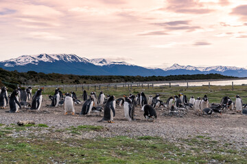 Magellanic penguins in natural environment on Isla Martillo  island in Patagonia, Argentina, South America - obrazy, fototapety, plakaty
