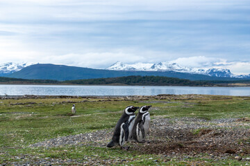 Magellanic penguins in natural environment on Isla Martillo  island in Patagonia, Argentina, South...