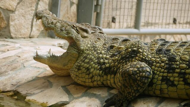 Nile crocodile (Crocodylus niloticus) basking with mouth open in a tropical house