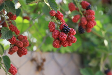 branch of ripe raspberries in a garden on blurred green background