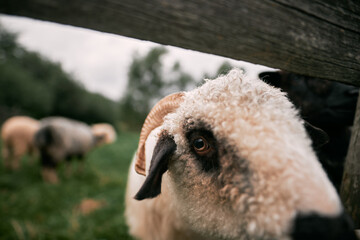 Close-up portrait of a cute sheep staring.