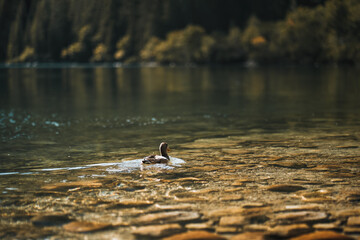 Beautiful lake in the mountains. Morskie Oko pond in the Tatra Mountains, Poland, Europe. Concept of the destination traveling ideal resting place.