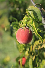 peach tree and fruit image