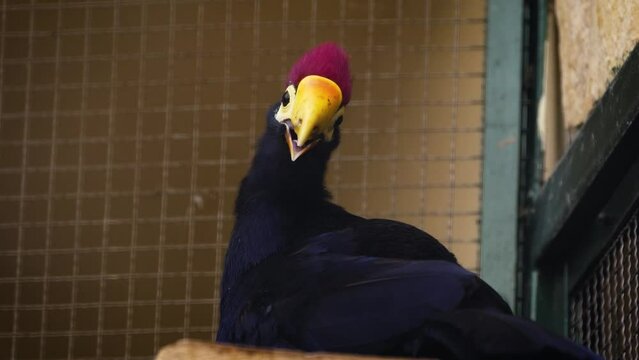 Violet turaco (Musophaga violacea) in an aviary