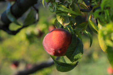 peach tree and fruit image