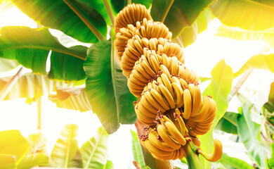 Closeup bunch growing ripe yellow banana with sunlight. Concept agriculture Plantation fruits tree...