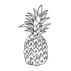 vector line illustration pineapple on a white background