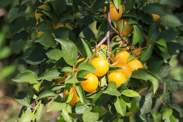 plum tree and fruit image