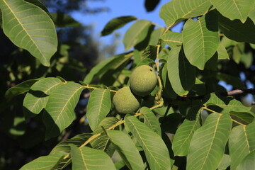 Obraz premium walnut tree and fruit image