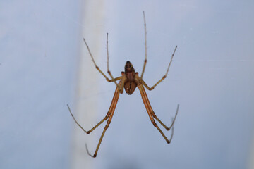 natural tetragnatha extensa spider macro photo