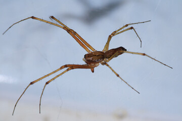 natural tetragnatha extensa spider macro photo