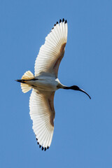Australian White Ibis in Western Australia