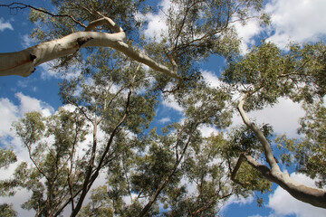 gum trees in york (australia)