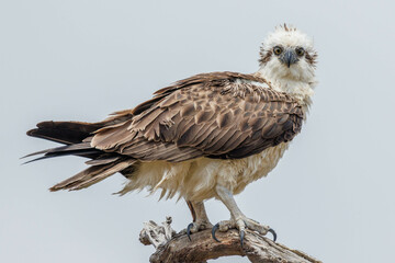 Eastern Osprey in Western Australia