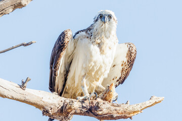 Eastern Osprey in Western Australia