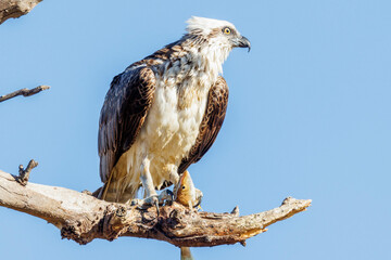 Eastern Osprey in Western Australia