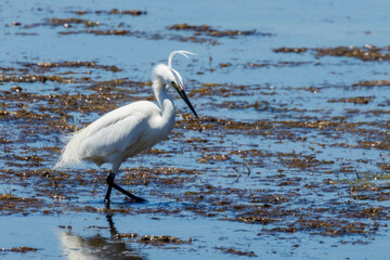 Little Egret in Western Australia