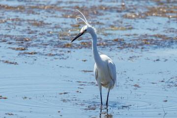 Little Egret in Western Australia
