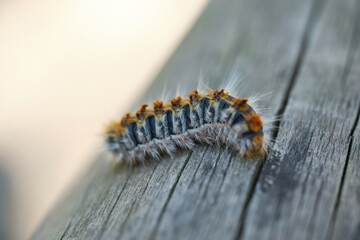 macro photo of processionary caterpillar isolated on a wooden log